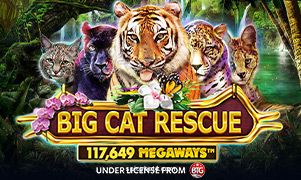 Imagem do jogo Big Cat Rescue Megaways na Spicy Bet